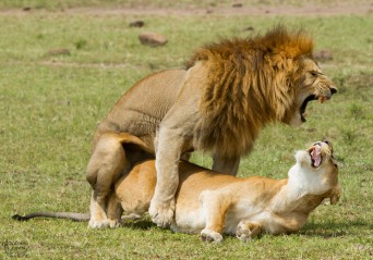 lion-sex.jpg?w=342&h=239